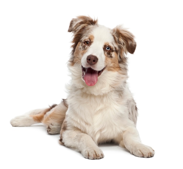 Australian Shepherd puppy, portrait against white background