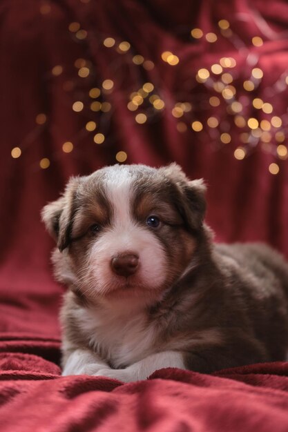 Photo australian shepherd puppy of red tricolor is lying on blanket against bright yellow lights garland