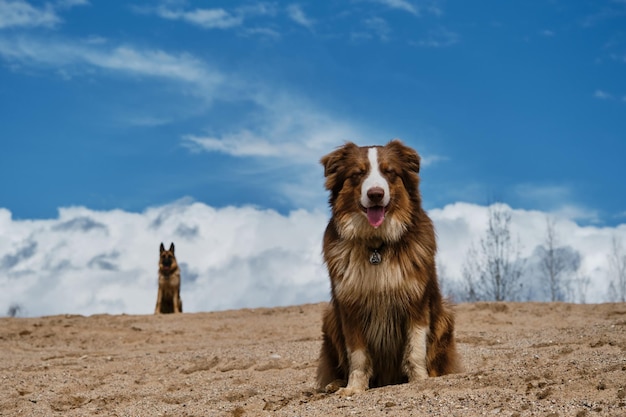 Australian Shepherd puppy red tricolor sits on sand dune and behind against background of clouds