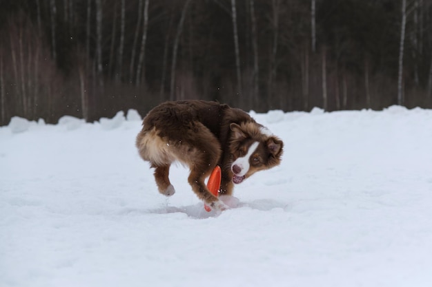 Australian Shepherd puppy red tricolor on walk in snowy winter park Aussie with cropped tail is trying to catch orange disk with teeth snow is flying from under paws Funny thoroughbred shaggy dog