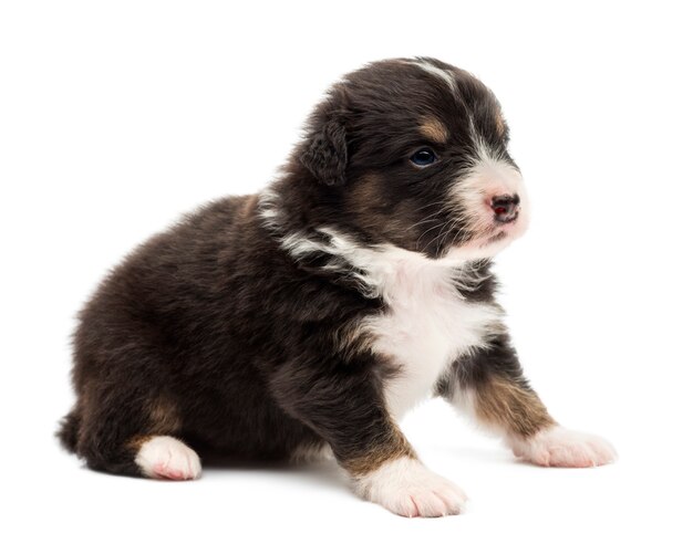 Australian Shepherd puppy, sitting and looking away against white background