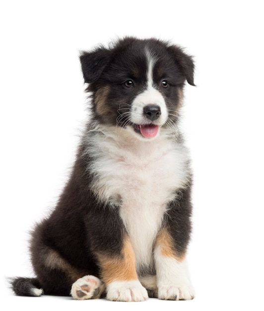 Australian Shepherd puppy, sitting and looking away against white background