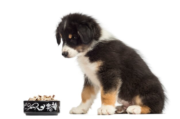 Australian Shepherd puppy, sitting and looking at bowl of food against white background