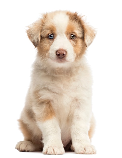 Australian Shepherd puppy sitting and looking at the camera