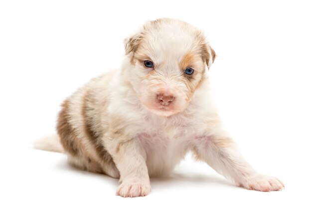 Australian Shepherd puppy, sitting and portrait against white background