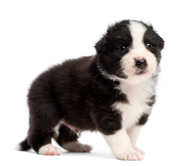 Australian Shepherd puppy, staande tegen een witte achtergrond