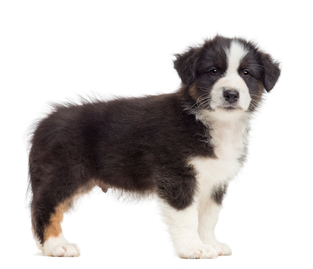 Australian Shepherd puppy, standing against white background