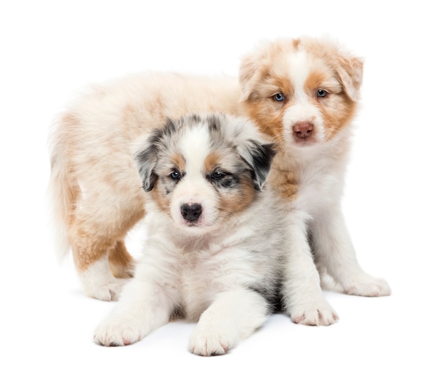 Australian Shepherd puppy standing over another lying against white background