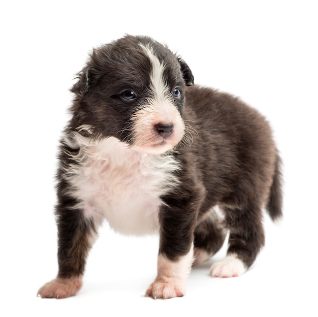 Australian Shepherd puppy, standing and looking away against white background