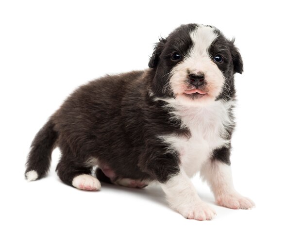 Australian Shepherd puppy, standing and portrait against white background