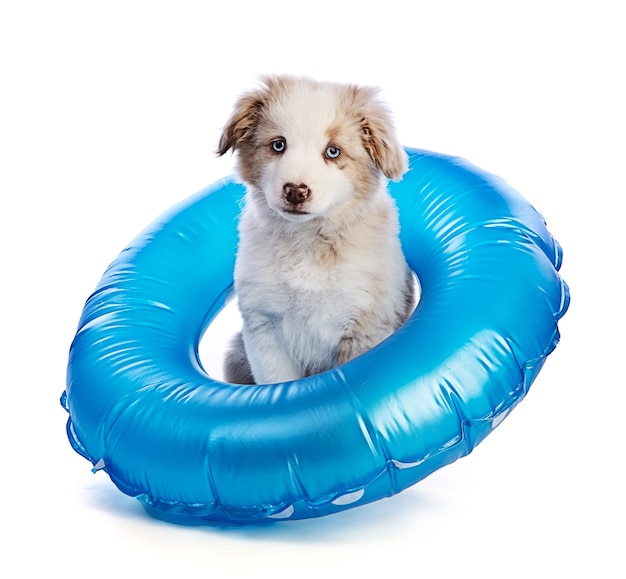 Australian Shepherd Puppy with a blue buoy on white background