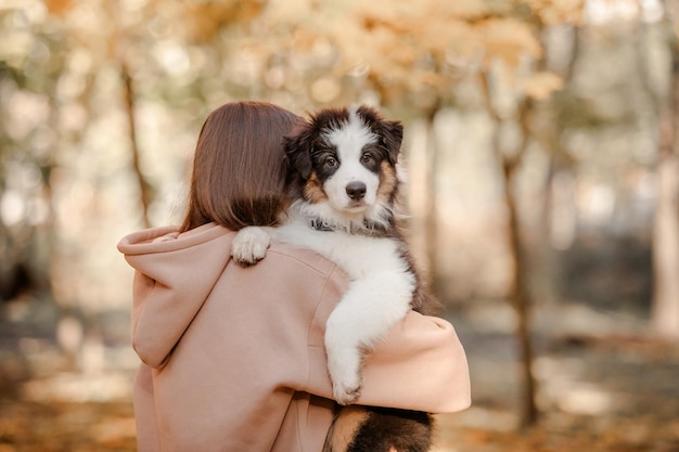 Australian Shepherd puppy with owner