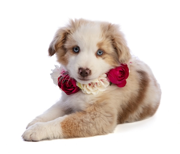 Australian Shepherd Puppy with red flowers on white