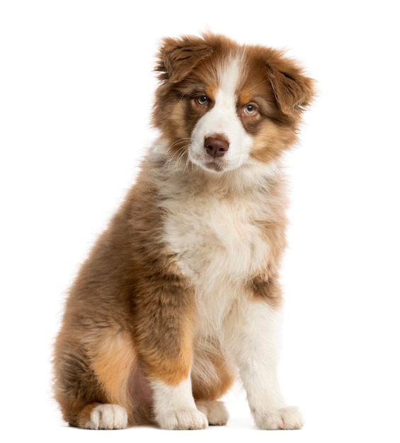 Australian Shepherd puppy zit een witte muur