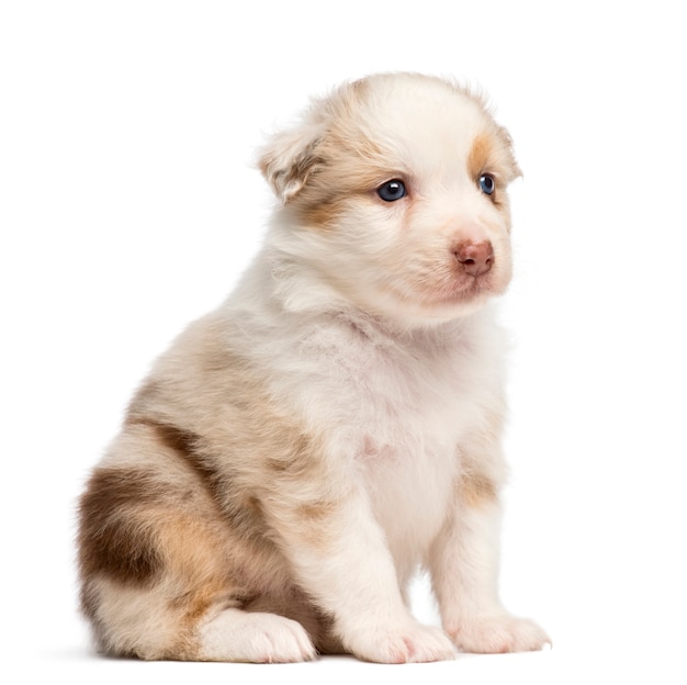 Australian Shepherd puppy, zittend tegen een witte achtergrond