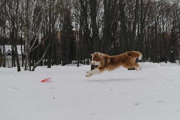 Australian Shepherd Red Merle has fun outdoors in city park in snowy winter