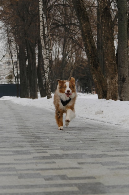 Australian Shepherd Red Merle heeft plezier buiten in het stadspark in de besneeuwde winter Vooraanzicht