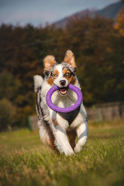 Australian shepherd runs around field and collects his disc to play with blue merle dog fetch