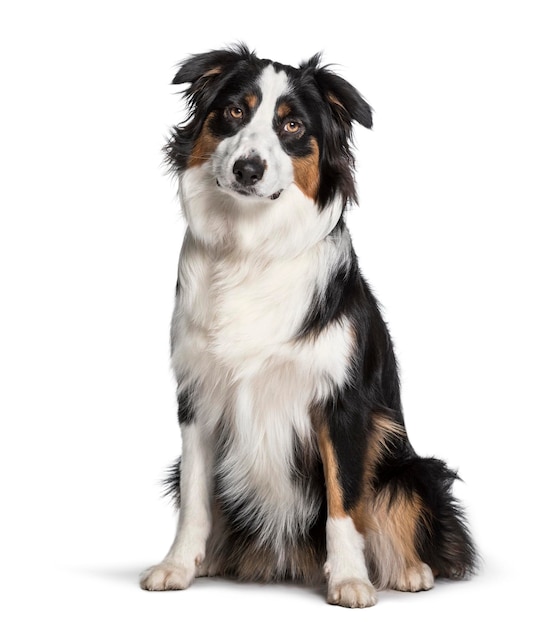 Australian Shepherd sitting against white background