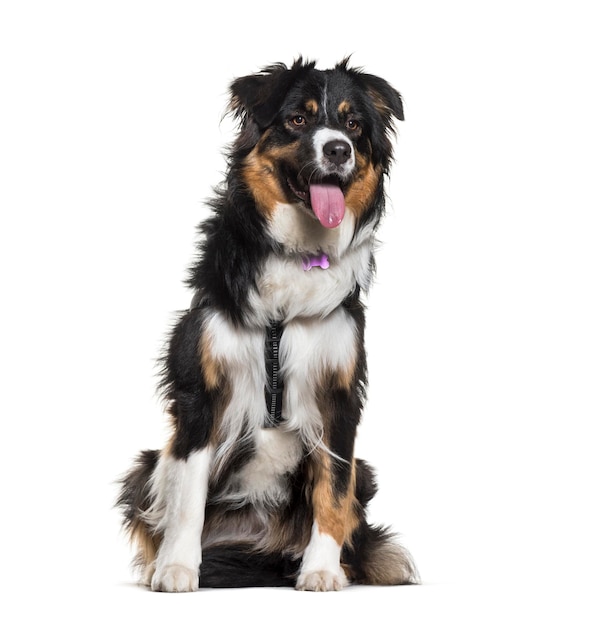 Australian Shepherd sitting against white background