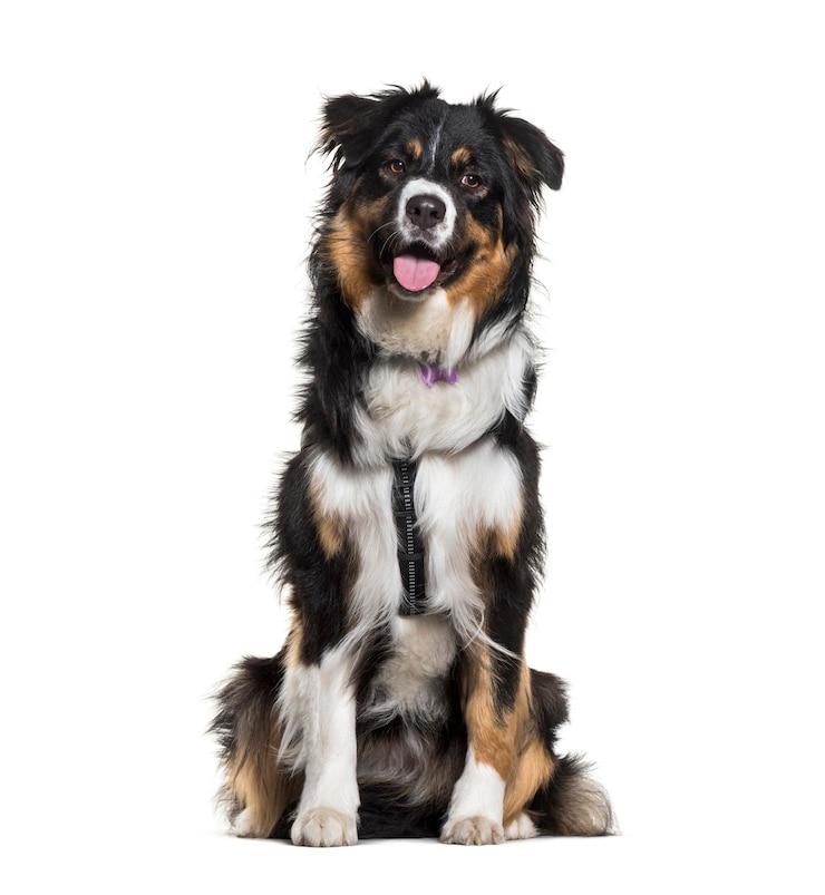 Photo australian shepherd sitting against white background