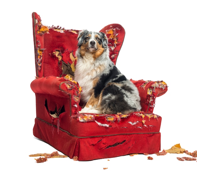 Australian Shepherd sitting on a detroyed armchair, isolated