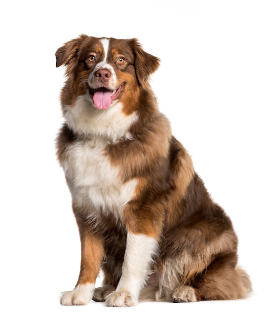 Australian Shepherd sitting in front of white background