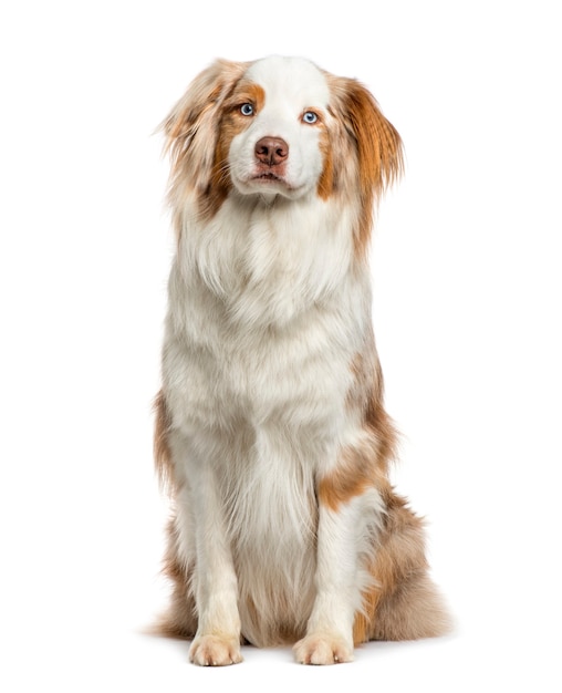 Australian Shepherd sitting, isolated on white