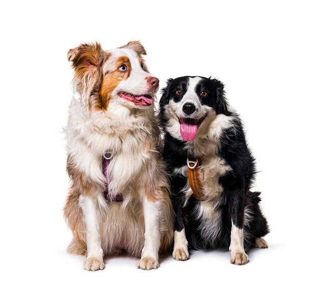 Australian Shepherd sitting isolated on white