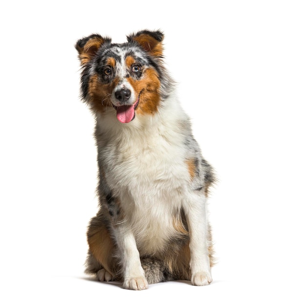 Australian Shepherd sitting and looking at the camera isolated