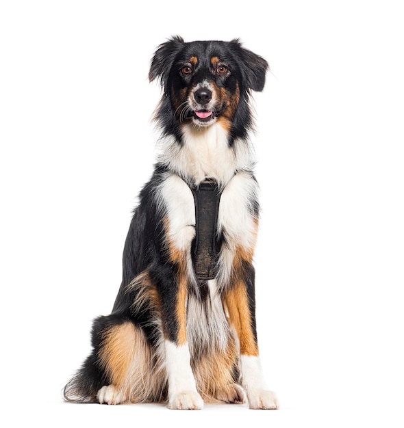 Australian shepherd sitting panting looking at camera and wearing an harness isolated on white