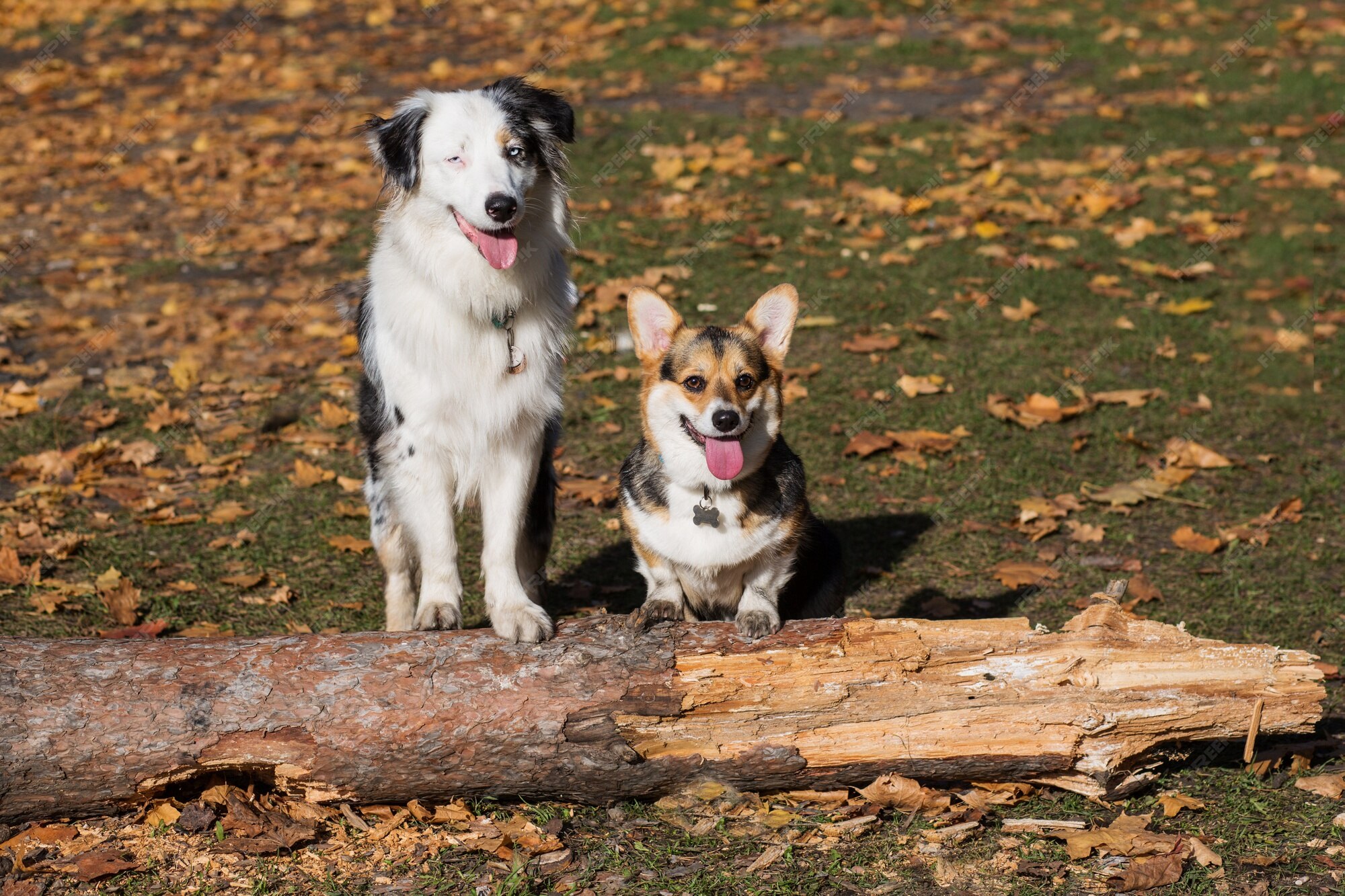 are corgis shepherd