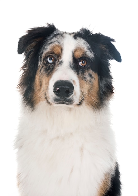 australian shepherd in studio