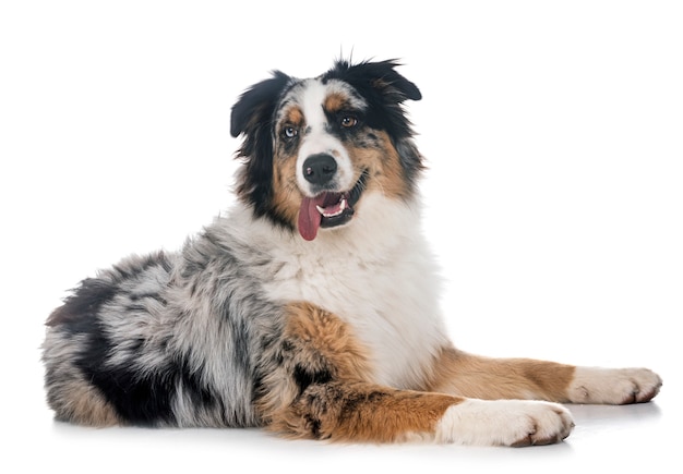 australian shepherd in studio