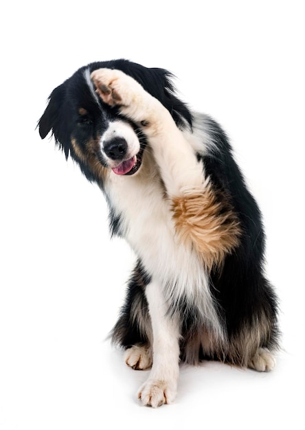 Australian shepherd in studio