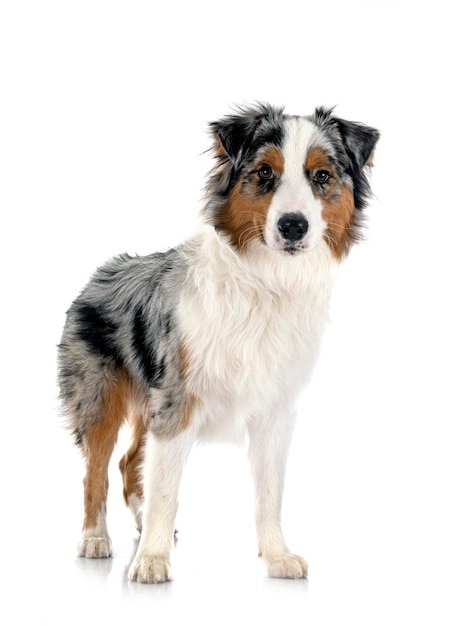 Australian shepherd in studio