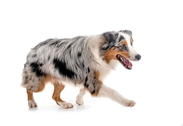 Australian shepherd in studio