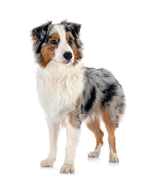 Australian shepherd in studio