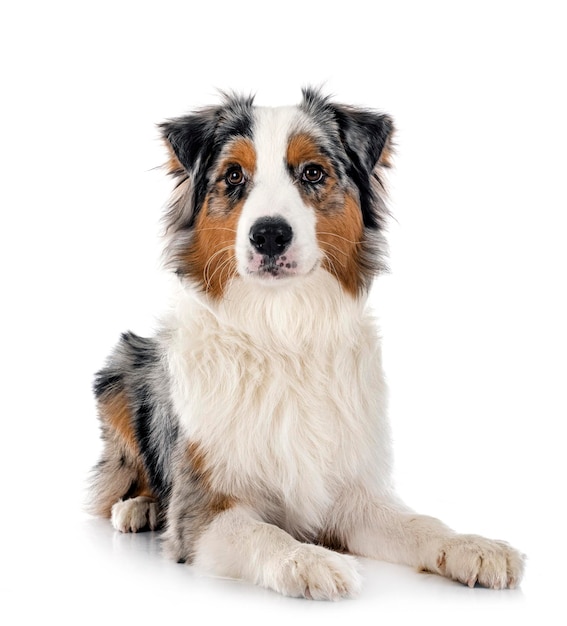 Australian shepherd in studio