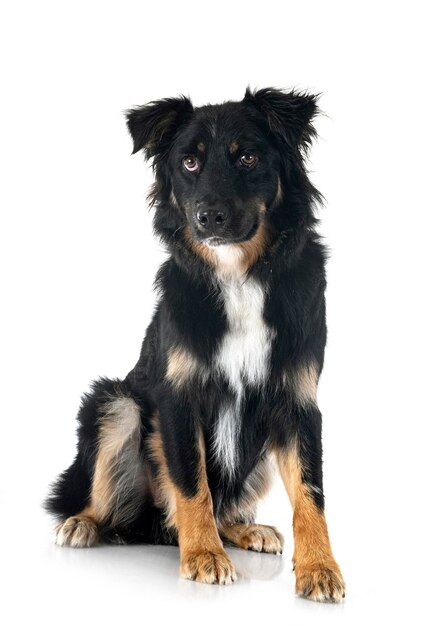 Australian shepherd in studio