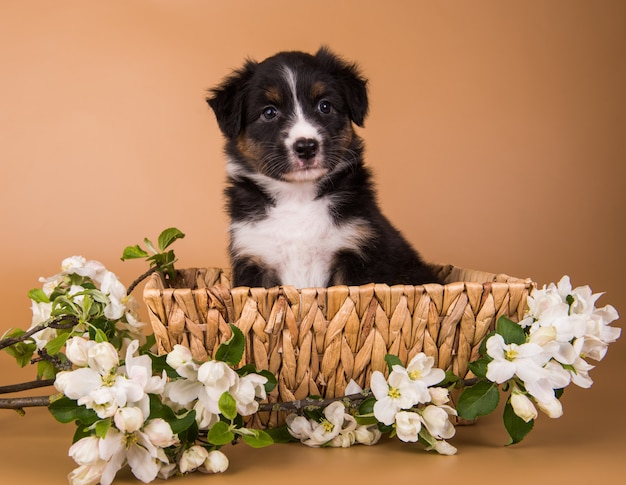 Australian Shepherd tan brown puppy dog in basket