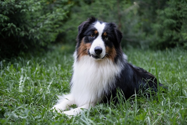 夏のオーストラリアンシェパードの3色の犬の肖像画。森の草の上に横たわっています。異なる色の目。高品質の写真