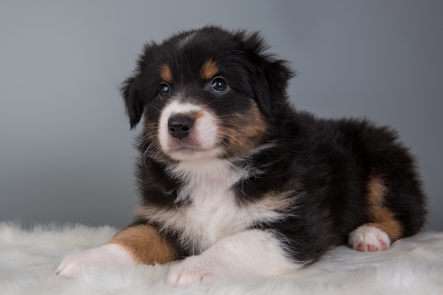 Australian Shepherd tri-color black tan puppy dog