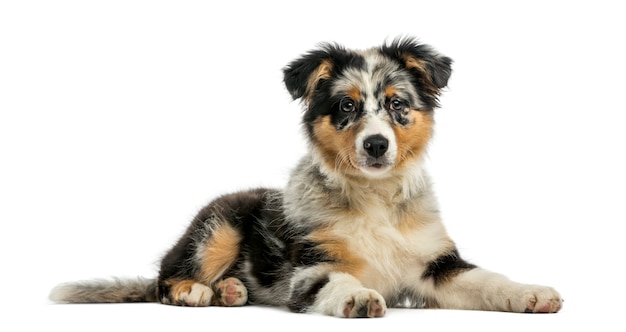 Australian Shepherd voor een witte muur