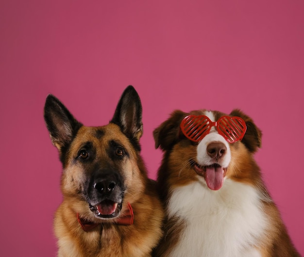 Australian Shepherd wears heartshaped glasses sits next to German Shepherd wearing a bow tie