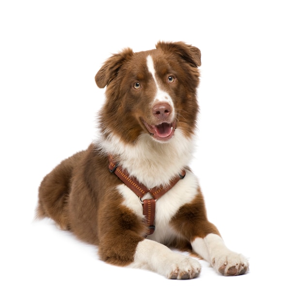 Australian shepherd with 18 months. 