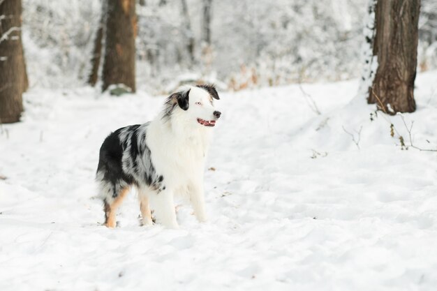 Australian shepherd with standing in winter forest. Frozen plants.