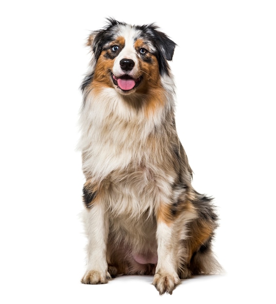 Australian shepherd