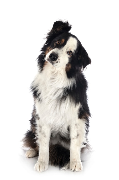 Australian shepherd 