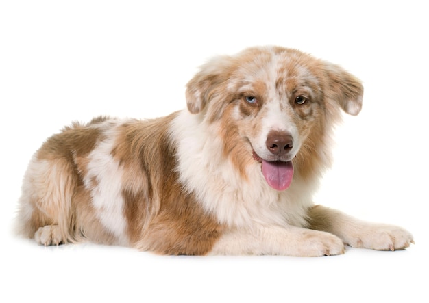 australian shepherd